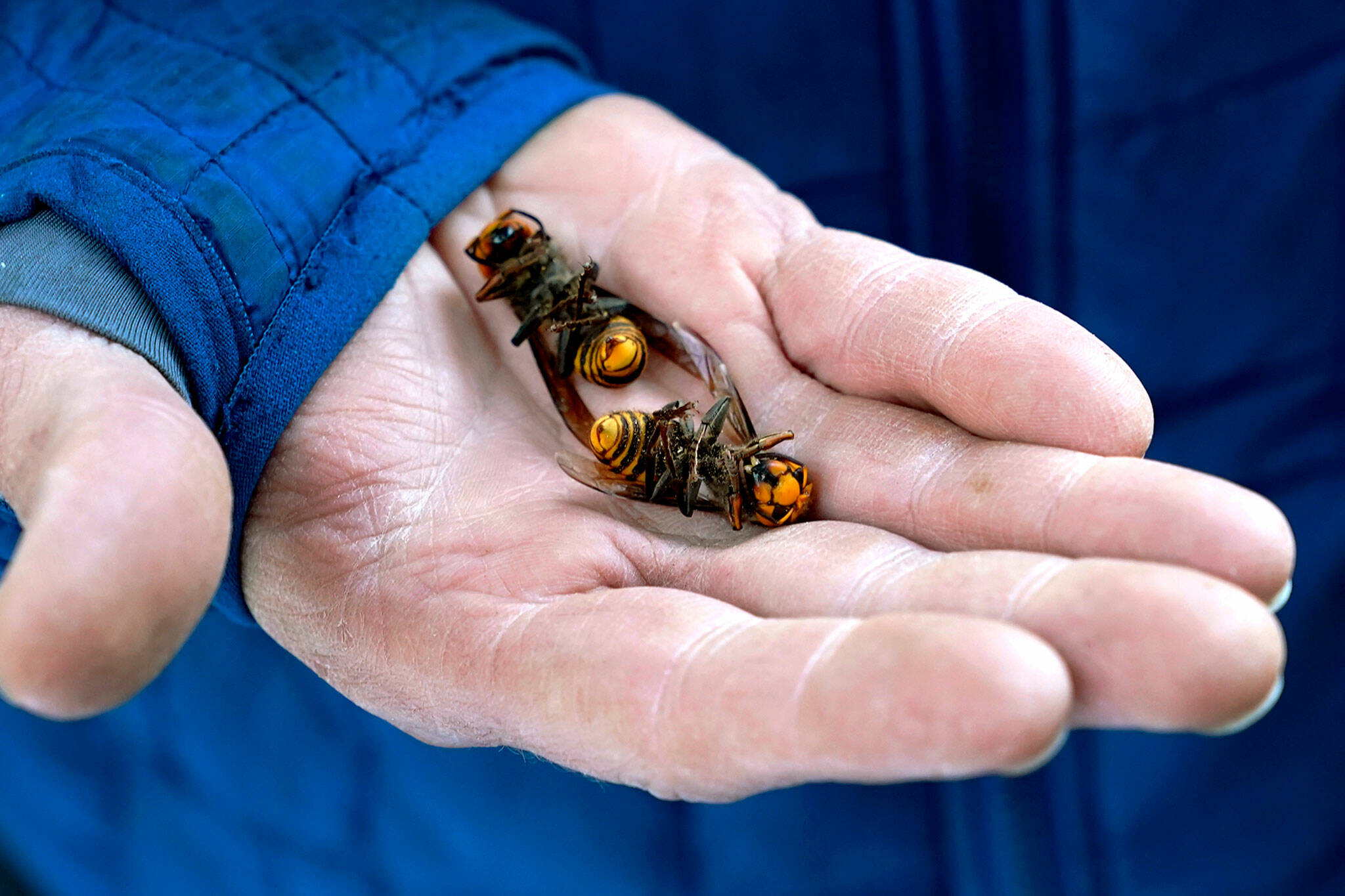 A Washington state Department of Agriculture worker on Oct. 24, 2020 holds two of the dozens of Asian giant hornets vacuumed from a tree in Blaine. (AP Photo / Elaine Thompson, File)