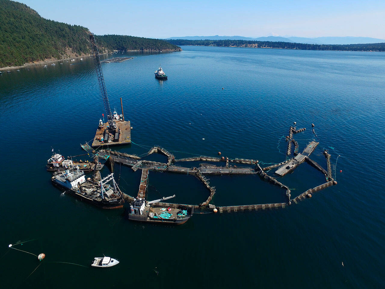 A crane and boats are anchored next to a collapsed “net pen” used by Cooke Aquaculture Pacific to farm Atlantic Salmon near Cypress Island in Washington on Aug. 28, 2017, after a failure of the nets allowed tens of thousands of the nonnative fish to escape. (David Bergvall / Washington State Department of Natural Resources via AP, File)