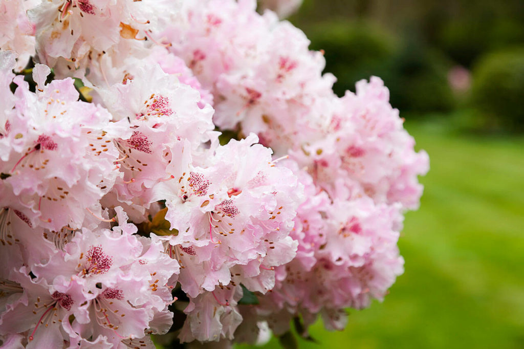 Shrubs that flower in spring, such as rhododendrons, should be pruned right after they’re finished blooming. (Getty Images)
