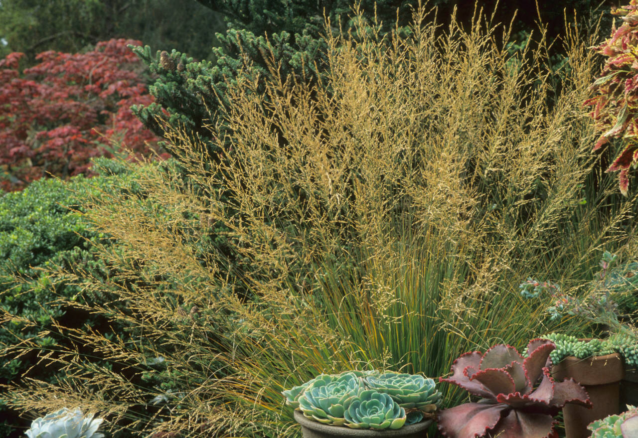 Moorflamme purple moor grass (Richie Steffen)
