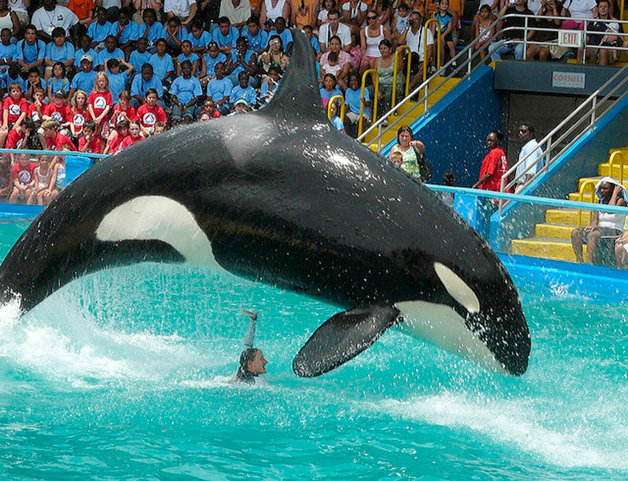 Tokitae, known as Lolita at Miami Seaquarium, performs during a 2018 show. The aquarium, which has held her since her capture from Penn Cove in 1970, now says it is committed to seeing the orca released to a net pen in her home waters. (Miami Herald)