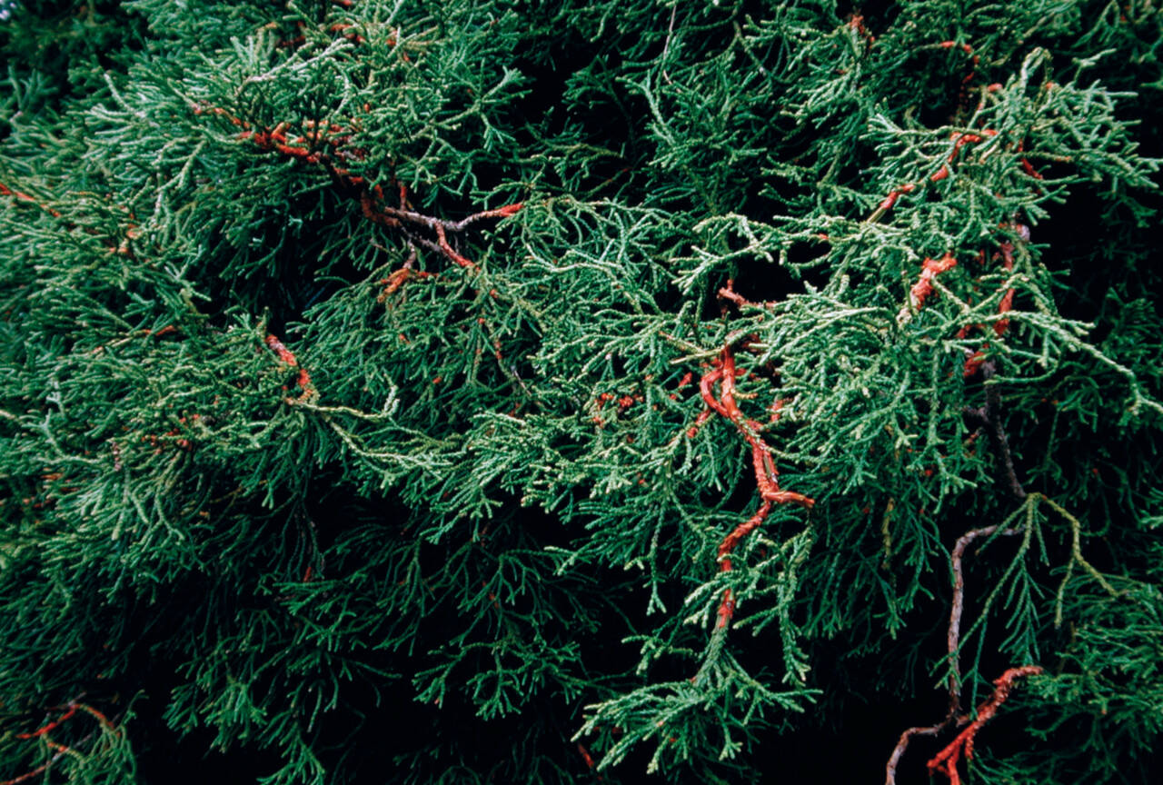 Chamaecyparis obtusa ‘Coralliformis,’ commonly known as dwarf hinoki cypress. (Richie Steffen)