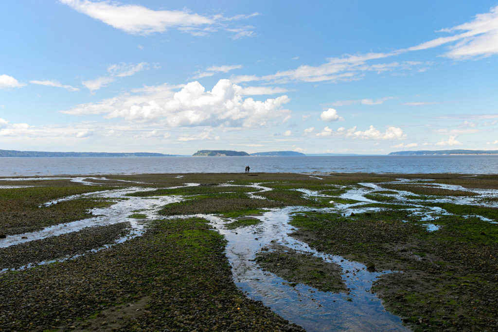 Two people stand out past beds of eelgrass along the ocean and take a photo together during a significantly low tide at Howarth Park on Thursday, June 16, 2022, in Everett, Washington. Tides during the week reached the lowest levels in over a decade, allowing people to venture far beyond the typical shoreline. (Ryan Berry / The Herald)
