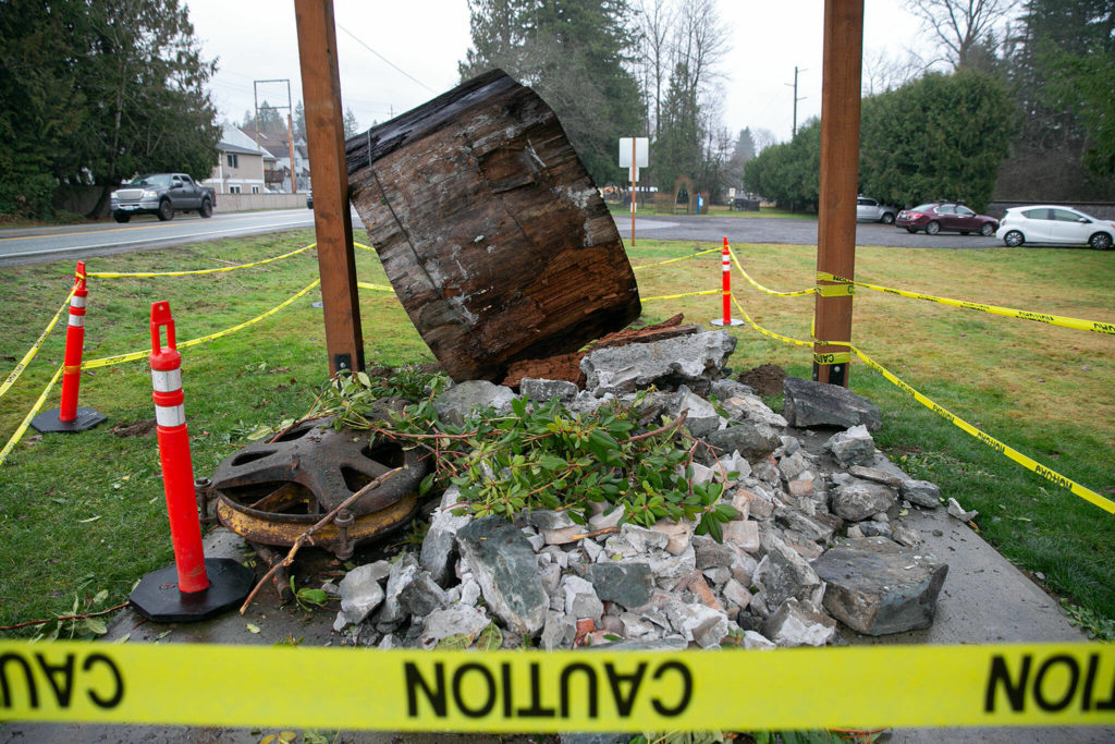A 1,000-year-old Douglas fir that sits on display at Traveler’s Park lies on its side in a pile of debris Saturday, Dec. 31, 2022, after being hit by a vehicle the day before in Sultan, Washington. (Ryan Berry / The Herald)
