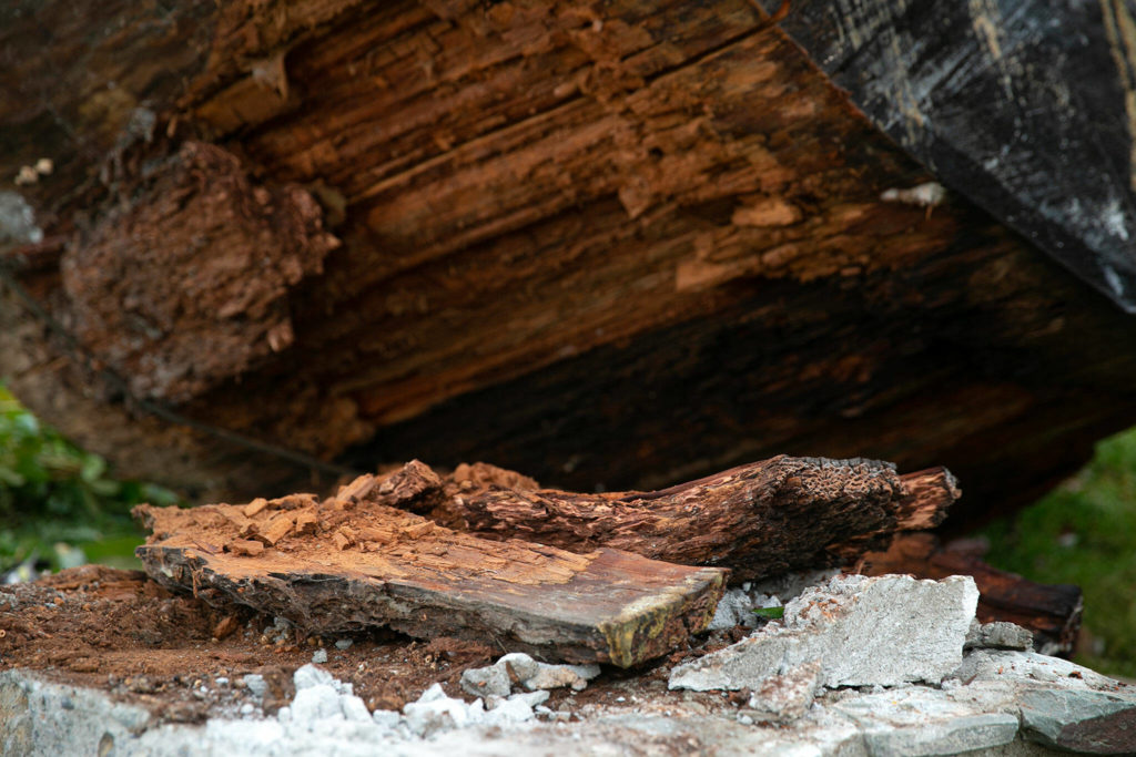 One portion of the 1,000-year-old Douglas fir that sits on display at Traveler’s Park shows damage Saturday, Dec. 31, 2022, after being hit by a vehicle the day before in Sultan, Washington. Nearly all of the tree is still in one piece. (Ryan Berry / The Herald)

