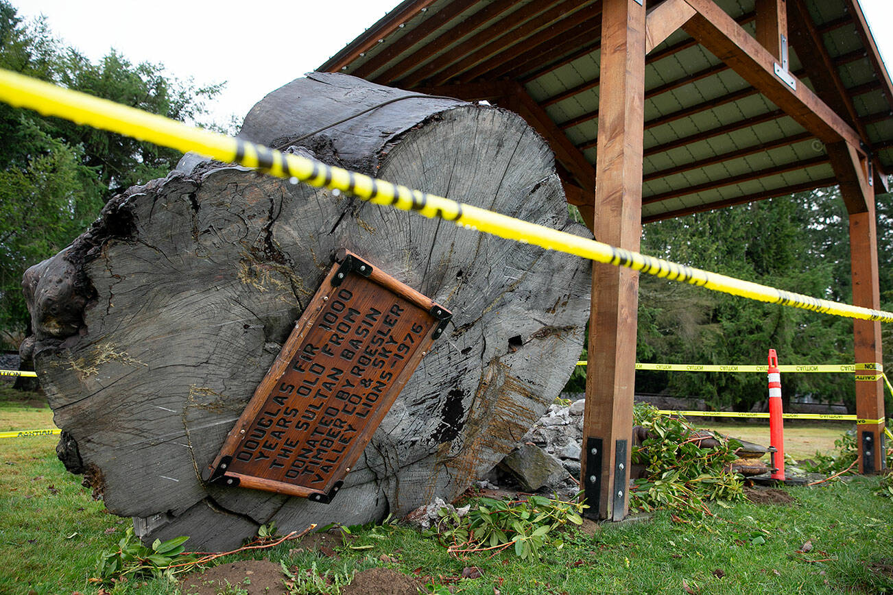 A 1,000-year-old Douglas fir that sits on display at Traveler’s Park lies on its side in a pile of debris Saturday, Dec. 31, 2022, after being hit by a vehicle the day before in Sultan, Washington. The sign on the tree reads, “Douglas fir 1000 years old from the Sultan Basin donated by Roesler Timber Co. & Sky Valley Lions - 1976.” (Ryan Berry / The Herald)