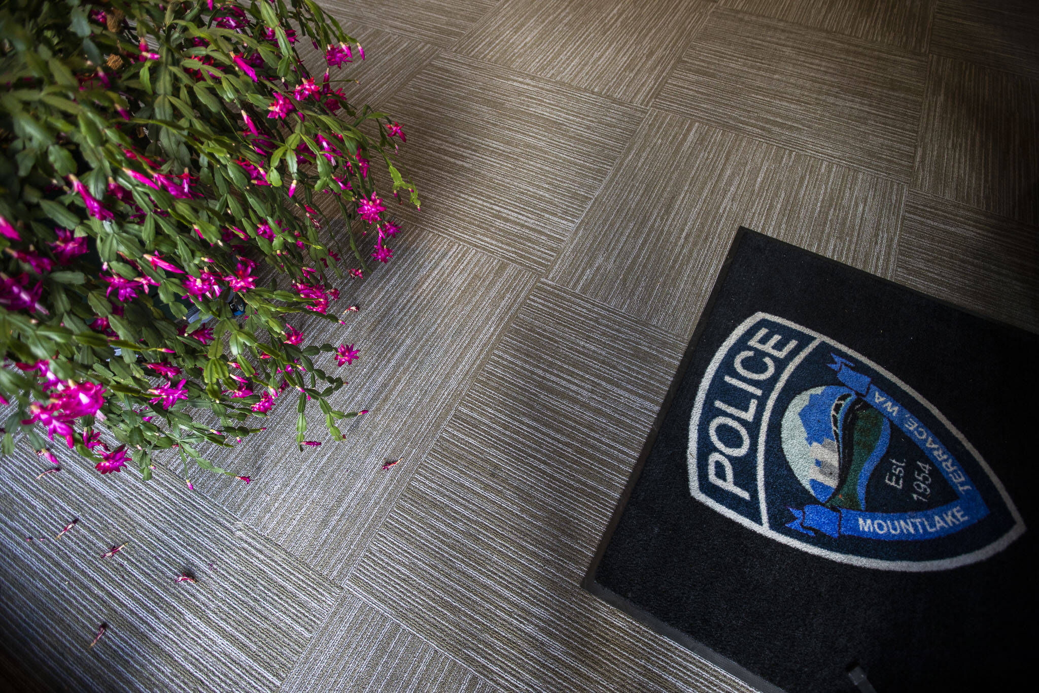 Gary, the blooming Christmas cactus, inside the entrance to the Mountlake Terrace Police Department, where he has served and sat for 40 years. (Olivia Vanni / The Herald)