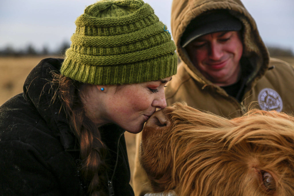 Tara Luckie, 38, left, and her husband Scott Luckie, 37, right, brush cattle at Luckie Farms on Wednesday, in Lake Stevens. The couple keep many of the Highland cattle as pets, but also raise some for others as meat. (Annie Barker / The Herald)
