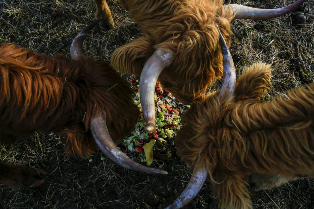 Highland cattle owned by Scott Luckie, 37 and Tara Luckie, 38, munch on table scraps at Luckie Farms on Wednesday, in Lake Stevens. The couple keep many of the Highland cattle as pets, but also raise some for others as meat. (Annie Barker / The Herald)
