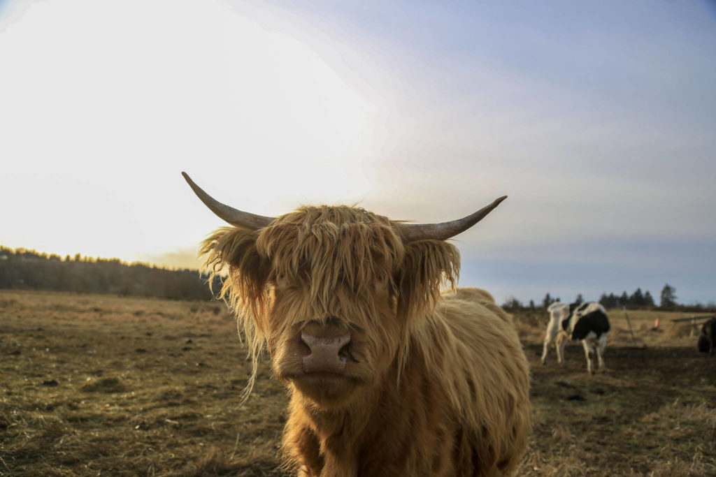 Scott Luckie, 37 and Tara Luckie’s, 38, Highland cattle graze at Luckie Farms on Wednesday, in Lake Stevens. The couple keep many of the Highland cattle as pets, but also raise some for others as meat. (Annie Barker / The Herald)
