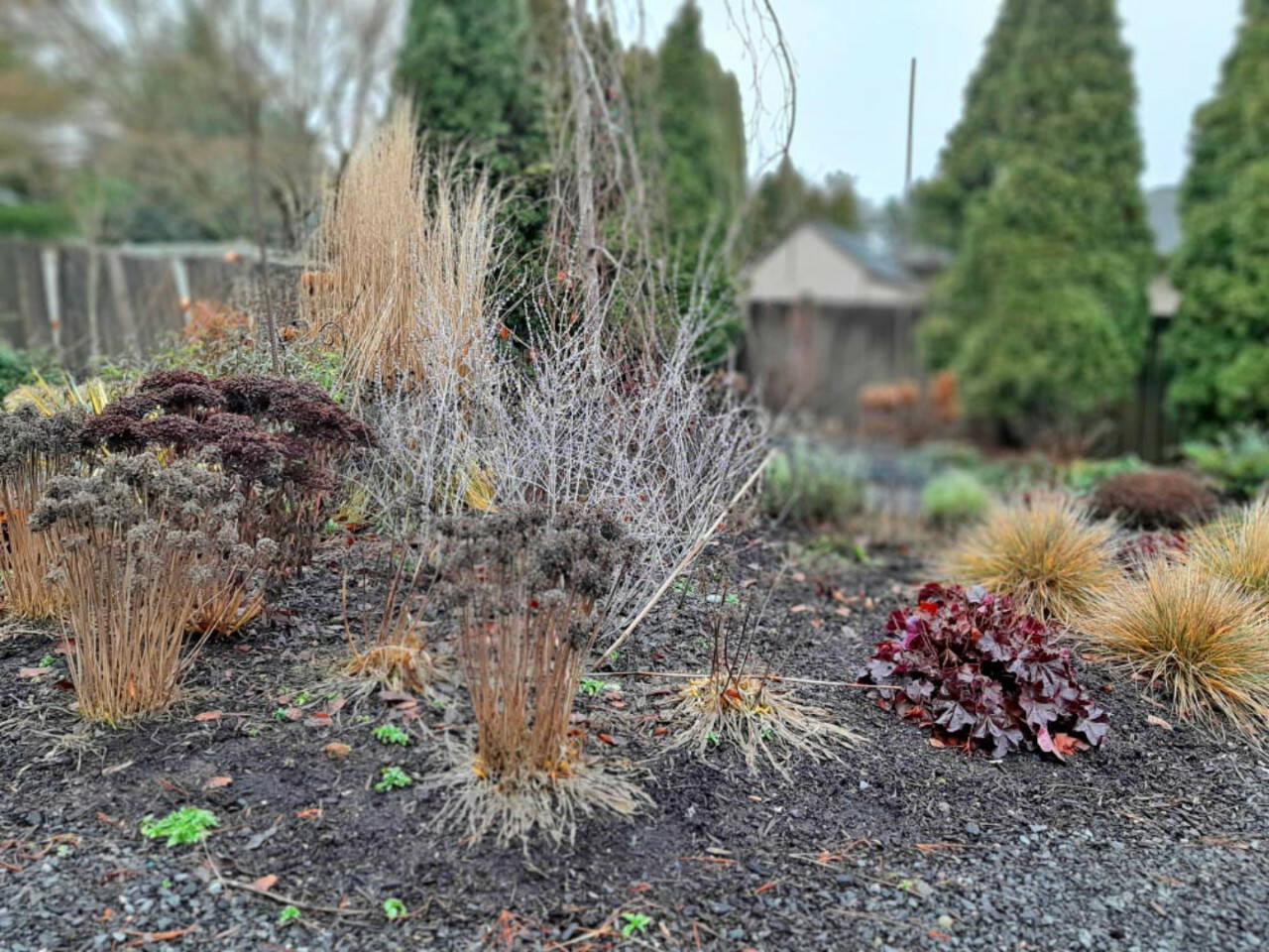Winter seed heads in Steve Smith’s garden in Marysville. (Sunnyside Nursery)