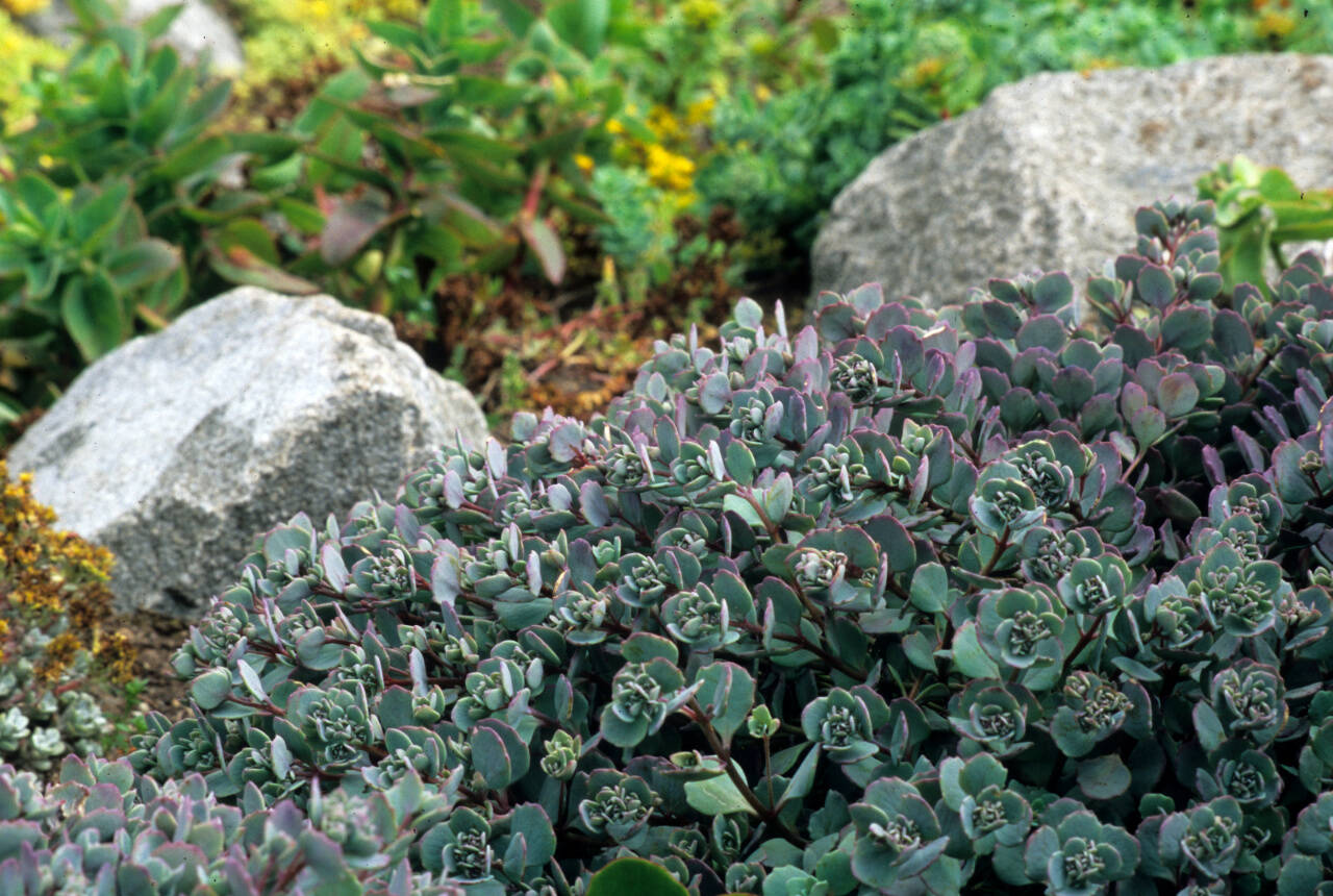 Sedum cauticola ‘Lidakense.’ (Richie Steffen)