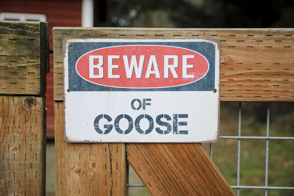 A “Beware of Goose” sign at Hearth and Haven Farm in Monroe, Washington on Wednesday, Jan. 11, 2023. (Annie Barker / The Herald)
