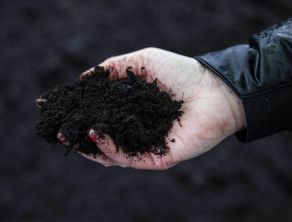 A handful of finished compost on Thursday, Jan. 12, 2023 in Everett, Washington. (Olivia Vanni / The Herald)
