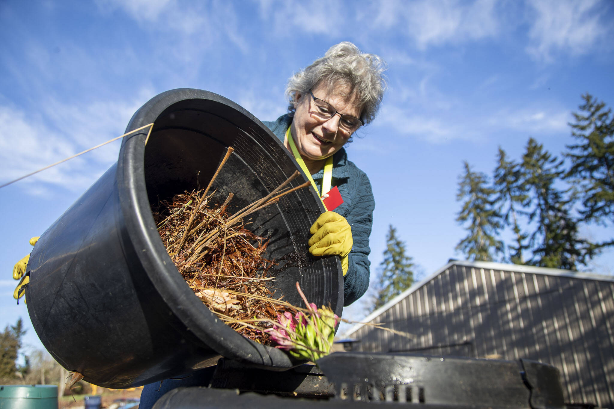 Master Gardener Jackie Trimble, 68, dumps yard waste into her compost bin in the backyard of her home in Lake Stevens on Wednesday, January 11. (Annie Barker / The Herald)
