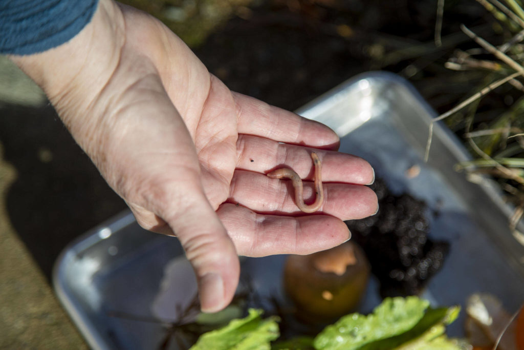 Master Gardener Jackie Trimble, 68, takes a worm out of her compost in the backyard of her home in Lake Stevens, Washington on Wednesday, Jan. 11, 2023. (Annie Barker / The Herald)
