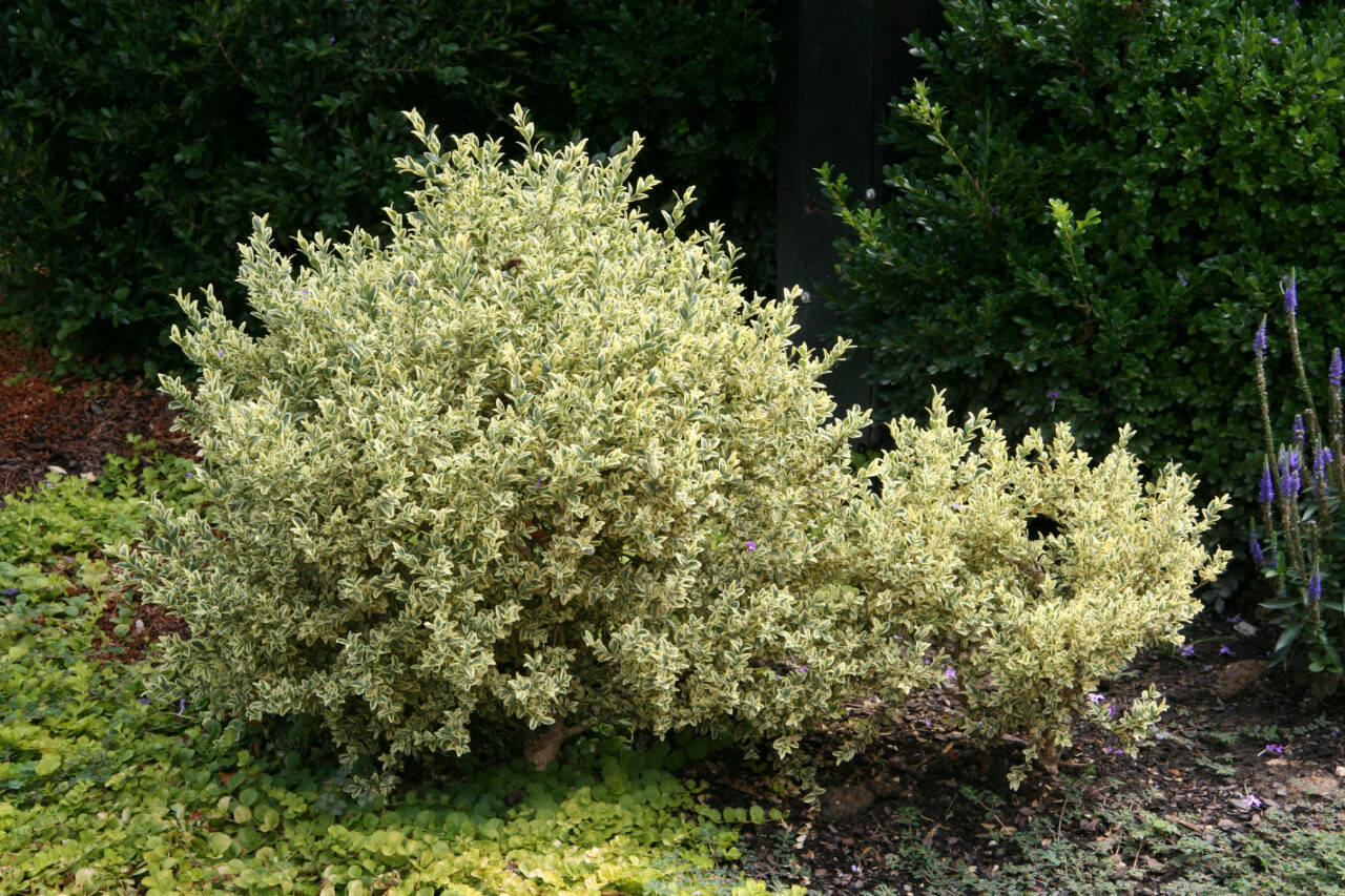 Buxus sempervirens ‘Aureovariegata,’ commonly called variegated boxwood. (Richie Steffen)