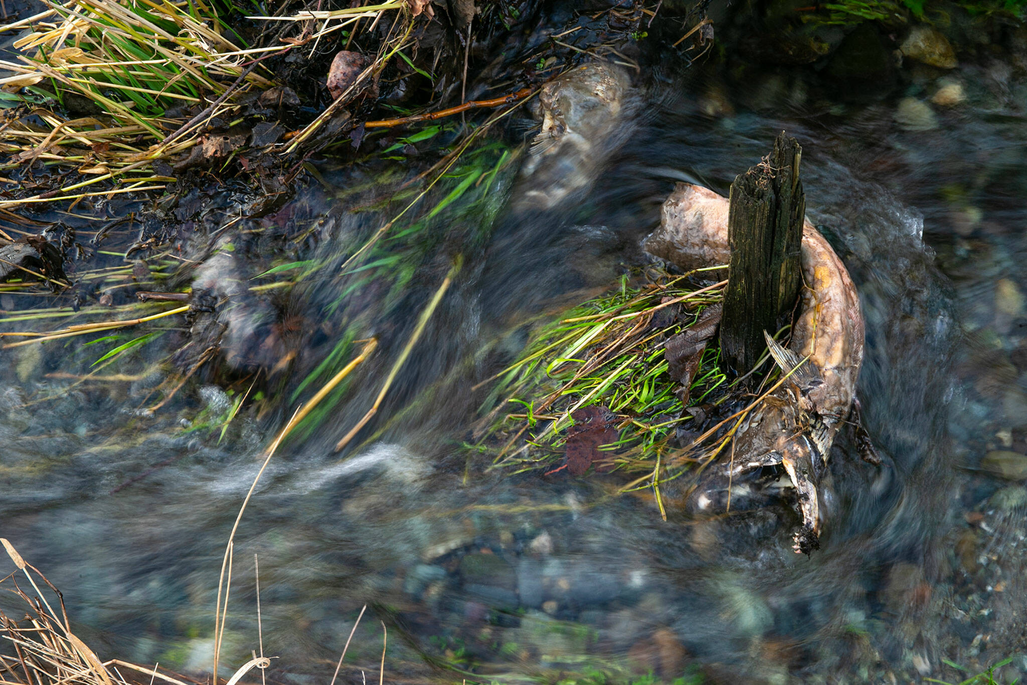 Water flows by the decomposing body of a coho salmon that recently spawned in the Olaf Strad tributary on Jan. 11, in Arlington. Dozens of dead fish and hundreds of eggs could be seen strewn about the brief stretch of creek that was recently rewilded by conservationists. (Ryan Berry / The Herald)
