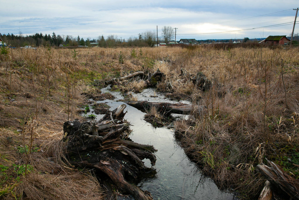 Olaf Strad tributary flows through a small plot of land owned by the Snohomish County Department of Conservation and Natural Resources on Jan. 11, in Arlington. (Ryan Berry / The Herald)
