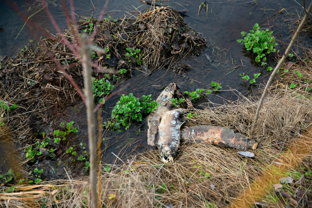 Three dead coho salmon lie along the bank of the Olaf Strad tributary towards the end of the species’ wintertime run on Jan. 11, in Arlington. (Ryan Berry / The Herald)
