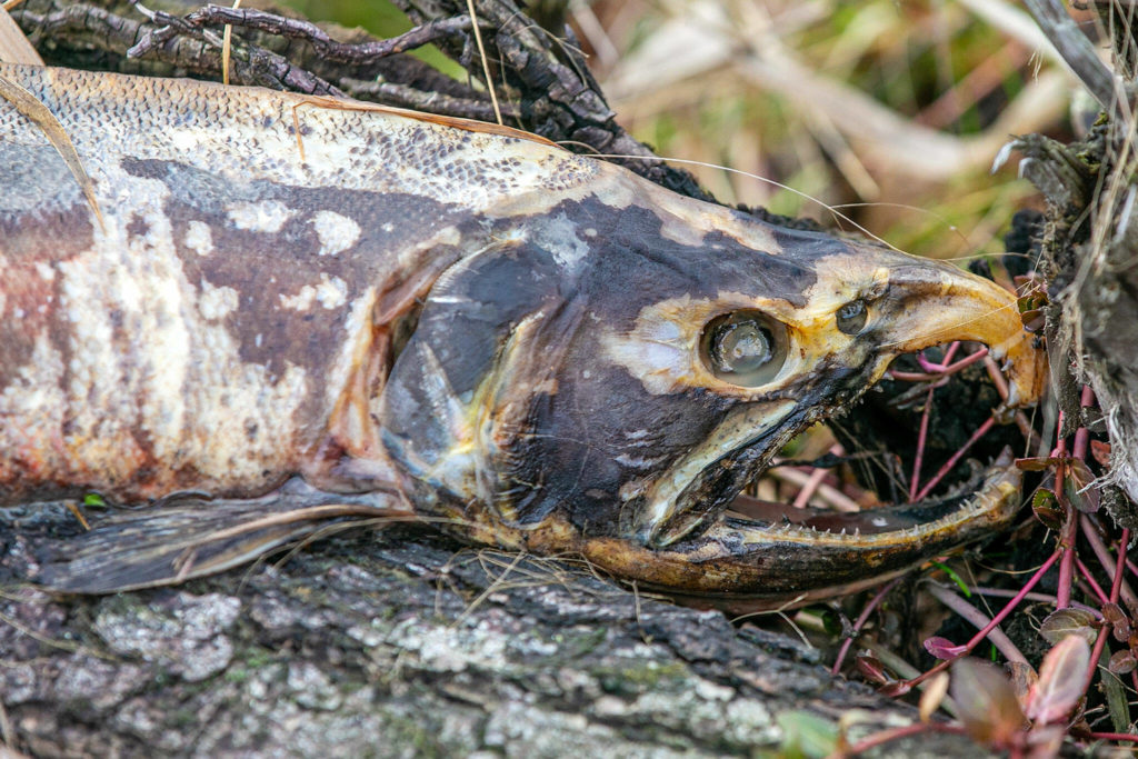 A dead salmon is stuck upon a log in Olaf Strad tributary on Jan.11, in Arlington. (Ryan Berry / The Herald) 
