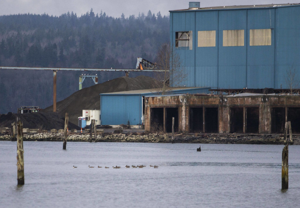 A flock of birds floats along the Wicks tidelands on Jan. 19, in Everett. (Olivia Vanni / The Herald)
