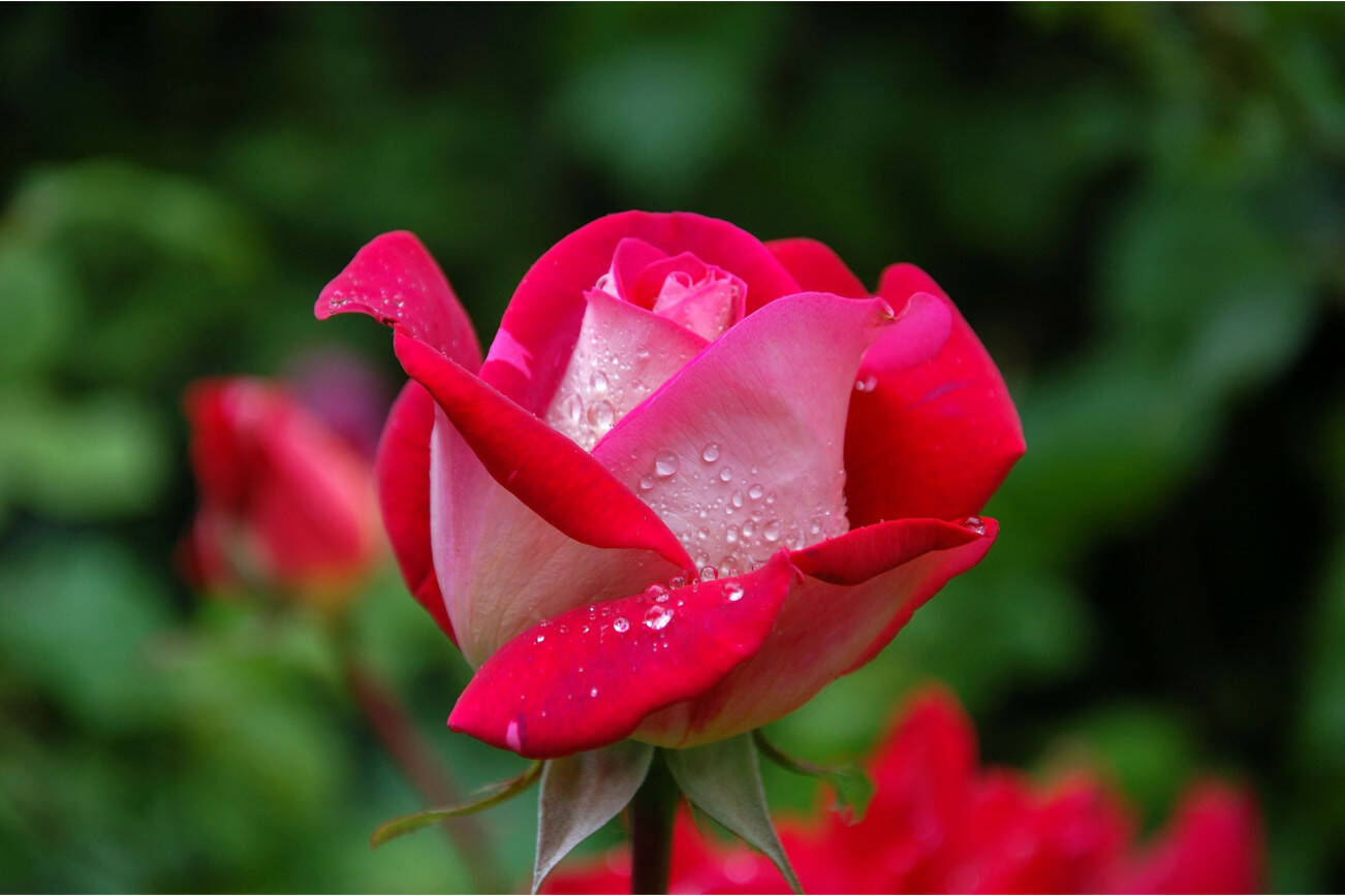 Rose stock art.