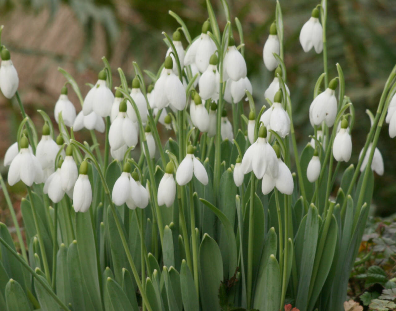 Galanthus elwesii, commonly called giant snowdrop. (Richie Steffen)