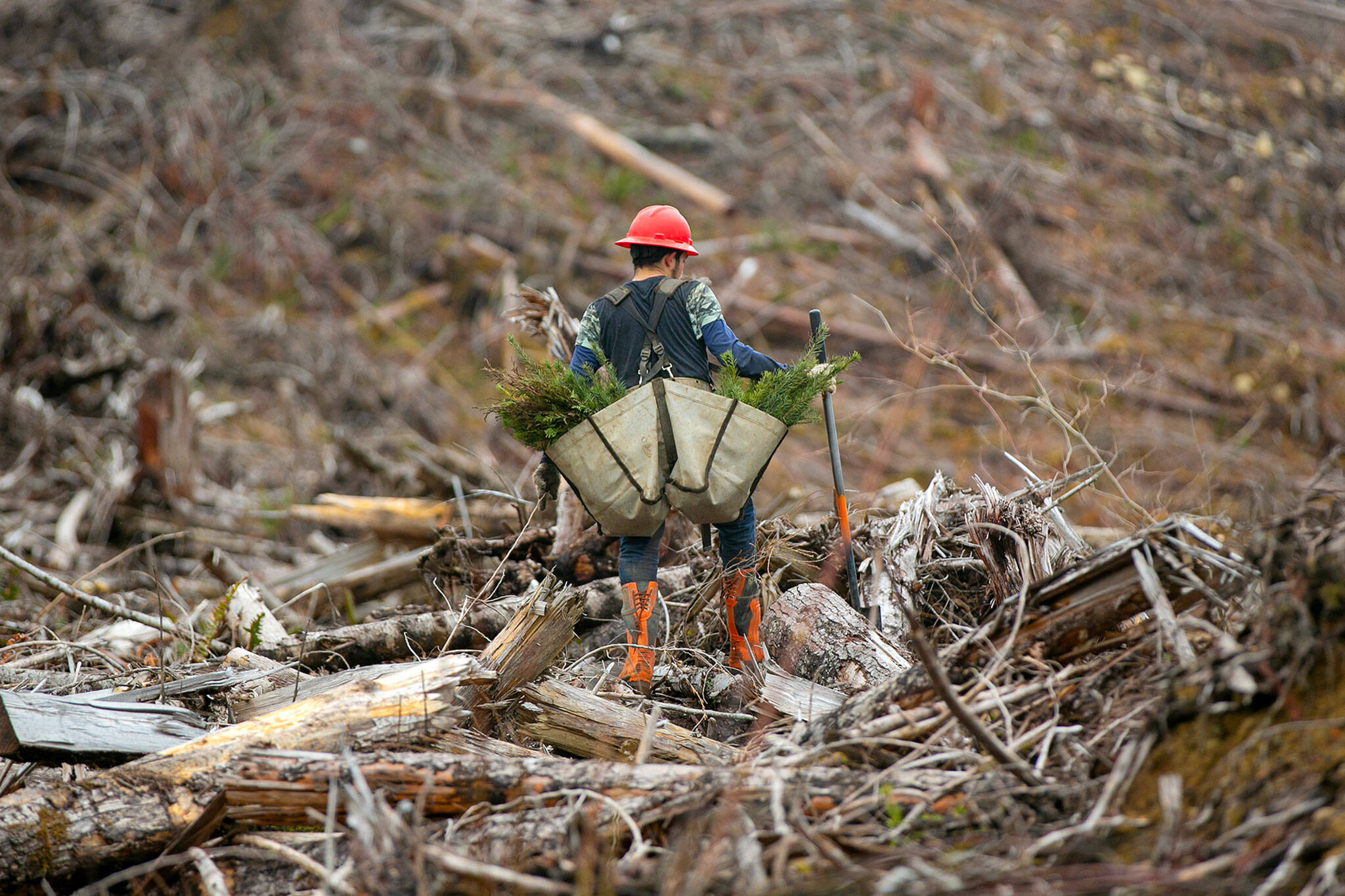 A worker, carrying two sacks full of seedlings, climbs over the difficult terrain while planting trees at the site of the Middle May timber sale in the Reiter Foothills on Jan. 26, outside Gold Bar. (Ryan Berry / The Herald)