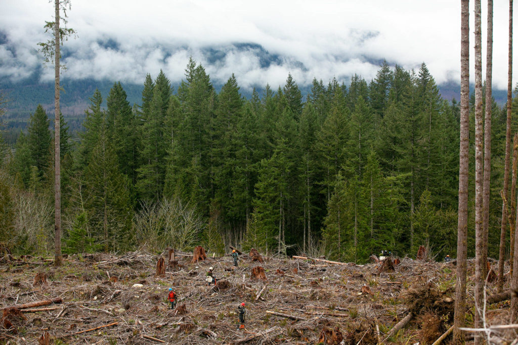 Workers traverse the site of the Middle May timber sale while planting new trees in the Reiter Foothills on Jan. 26, outside Gold Bar. (Ryan Berry / The Herald)
