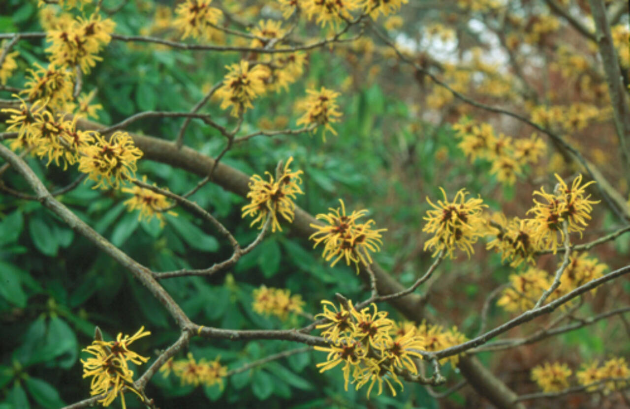 Hamamelis mollis, commonly called Chinese witch hazel. (Great Plant Picks)