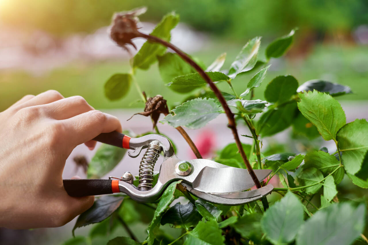 February is a key month for pruning fruit trees and most anything that blooms in the summer. (Getty Images)