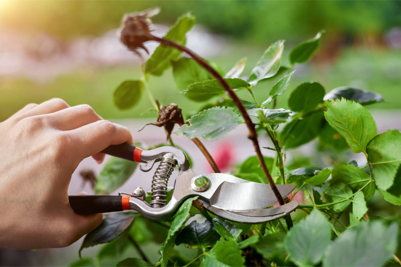 Here’s your gardening to-do list for February. Step 1: pruning