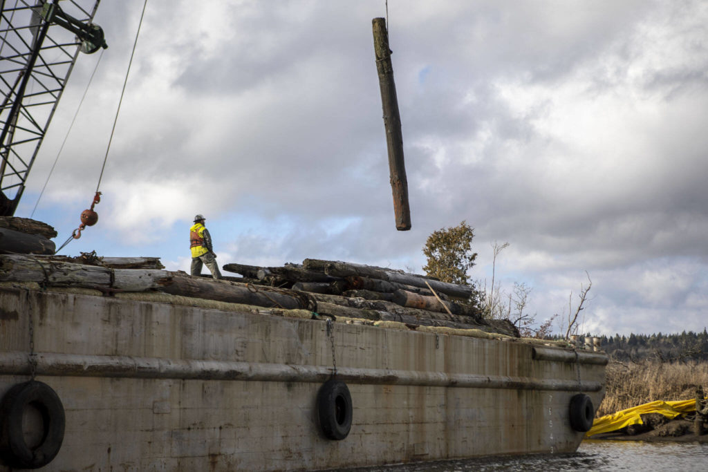 A team works to remove old toxic pilings from the water as part of larger salmon restoration plan near Ebey Waterfront Park on Feb. 10 in Marysville. (Annie Barker / The Herald)
