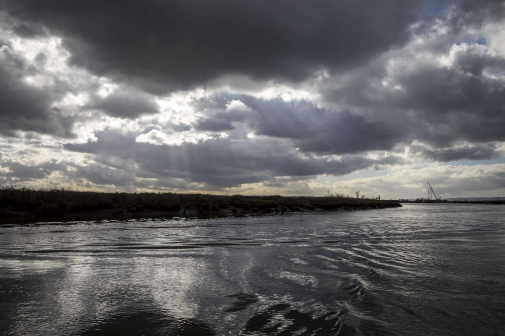 A team works to remove old toxic pilings from the water as part of larger salmon restoration plan near Ebey Waterfront Park on Feb. 10 in Marysville. (Annie Barker / The Herald)
