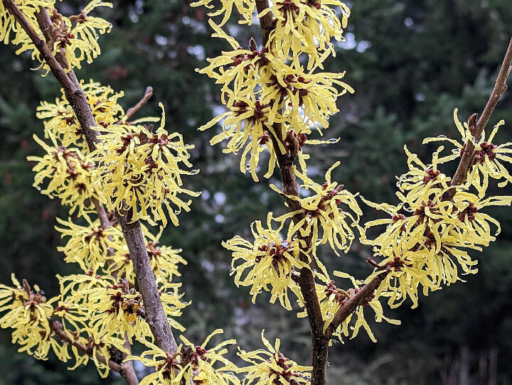 Arnold Promise Witch Hazel produces large, clear yellow flowers with reddish centers, and it blooms in late winter. (Richie Steffen)