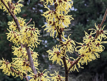 Arnold Promise Witch Hazel produces large, clear yellow flowers with reddish centers, and it blooms in late winter. (Richie Steffen)