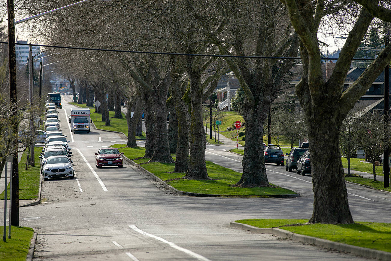 Vehicles drive alongside the tree-lined median on Colby Avenue near 16th Street on Thursday, Feb. 23, 2023, in Everett, Washington. (Ryan Berry / The Herald)