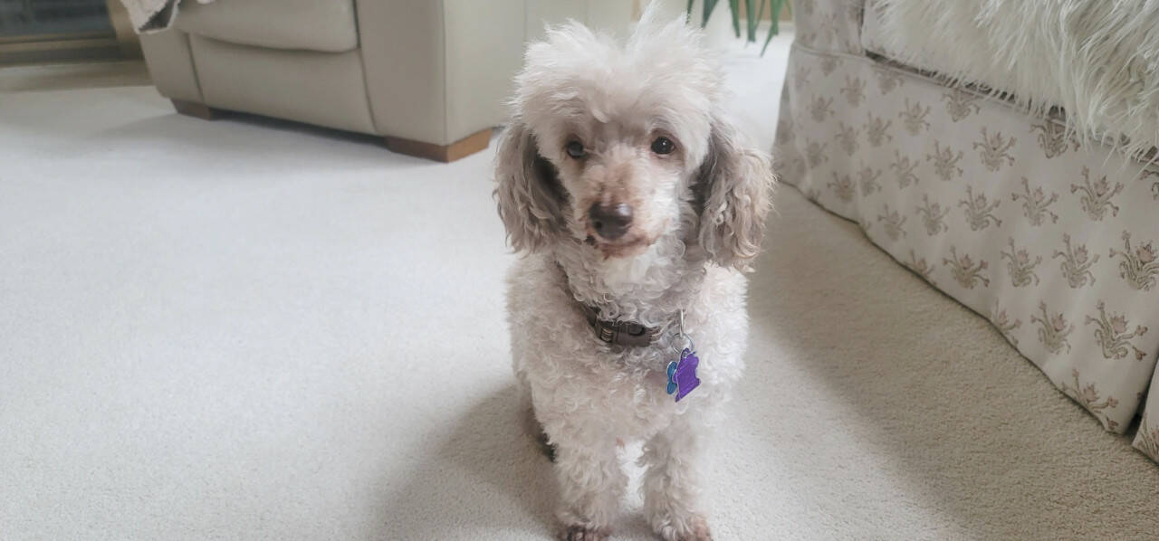 Old carpet and dogs go together like rug stains and red wine. (Jennifer Bardsley)