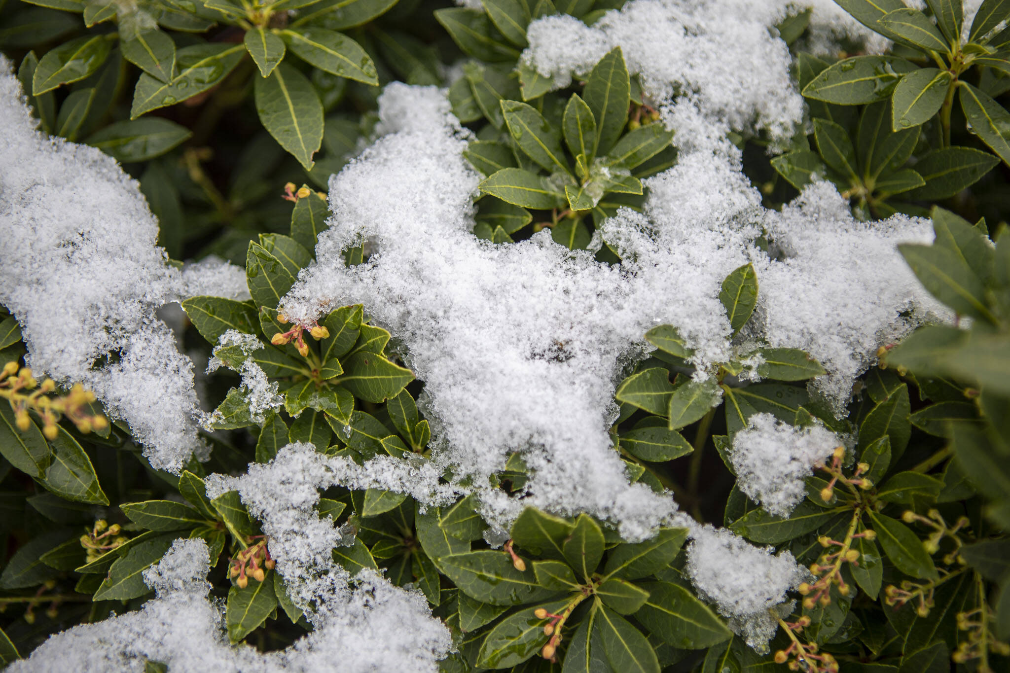 A light dusting of snow covers a plant after morning snowfall on Wednesday, in Everett. (Annie Barker / The Herald)