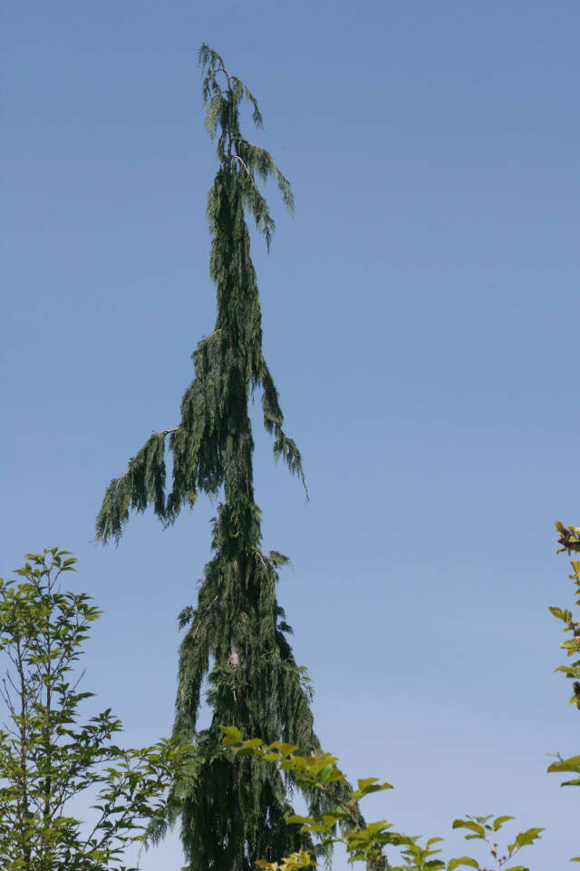 Xanthocyparis nootkatensis ‘Green Arrow,’ the Weeping Alaskan yellow cedar. (Richie Steffen)