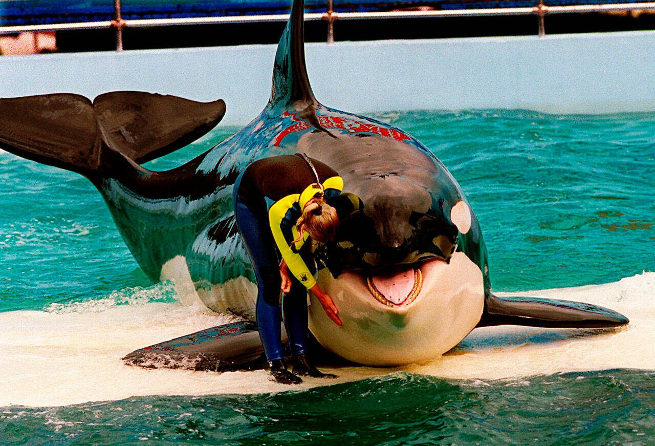 Trainer Marcia Hinton pets a captive orca whale, called “Lolita” by the Miami Seaquarium, during a performance in Miami in March, 1995. The new owners of the Miami Seaquarium will no longer stage shows with the 56-year-old killer whale under an agreement with federal regulators. MS Leisure, a subsidiary of The Dolphin Company, said in a news release it completed acquisition of the Seaquarium on Thursday, March 3, 2022. (Nuri Vallbona / Miami Herald / Associated Press file photo)