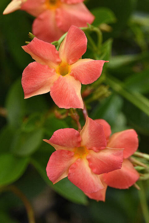 Mandevillea Coral Orange Sunrise

