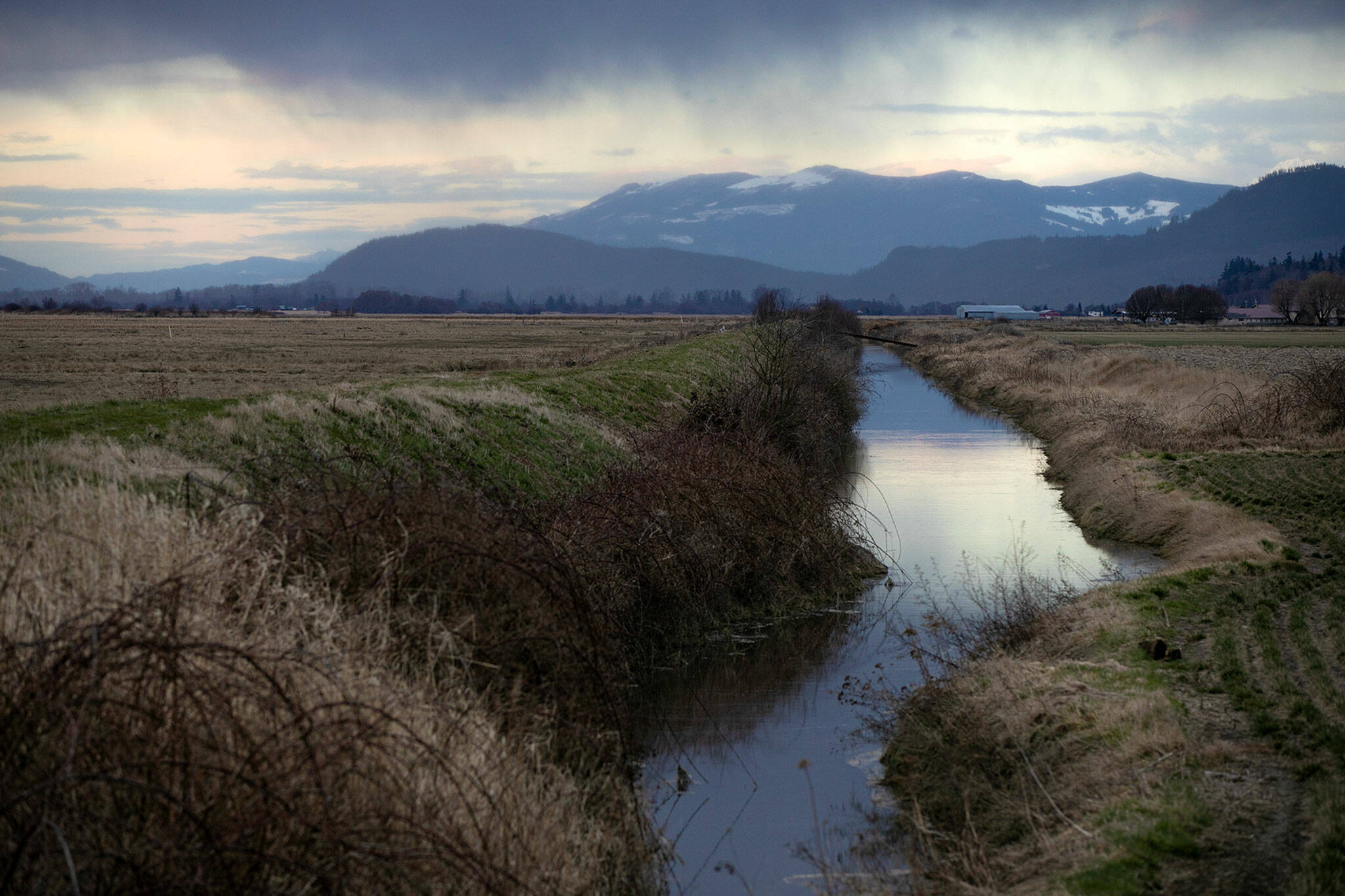 Water runs through a ditch alongside the dike parallel to Skagit Bay on Tuesday, March 7, 2023, on the west end of Stanwood, Washington. Stanwood Mayor Sid Roberts noted that the farmland protected by the dike, seen right, appears to be slightly lower than the tidal land, seen left. (Ryan Berry / The Herald)