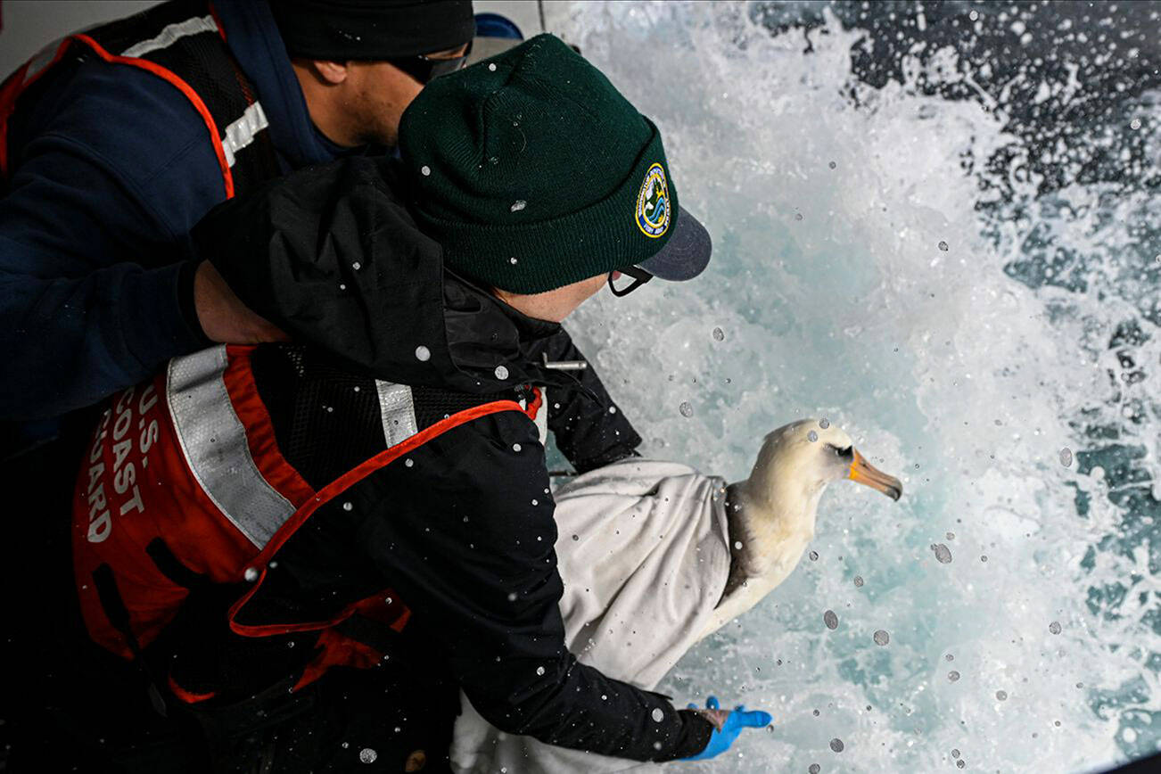 Anthony Denice, left, and Jen Mannas releasing the bird on March 8, 2023 in Port Angeles, Washington. (Photo courtesy Petty Officer Steve Strohmaier, U.S. Coast Guard Public Affairs)