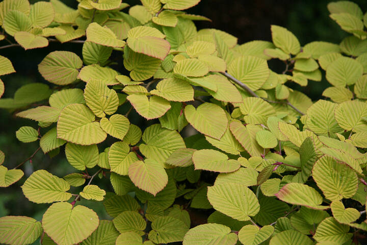 Golden winterhazel adds to an already outstanding ornamental with flashy yellow foliage. (Richie Steffen)