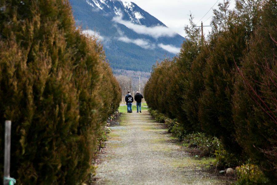 People walk down through a row of trees planted in remembrance of those lost in the Oso Mudslide on Tuesday, March 22, 2022 in Oso, Washington. (Olivia Vanni / The Herald)