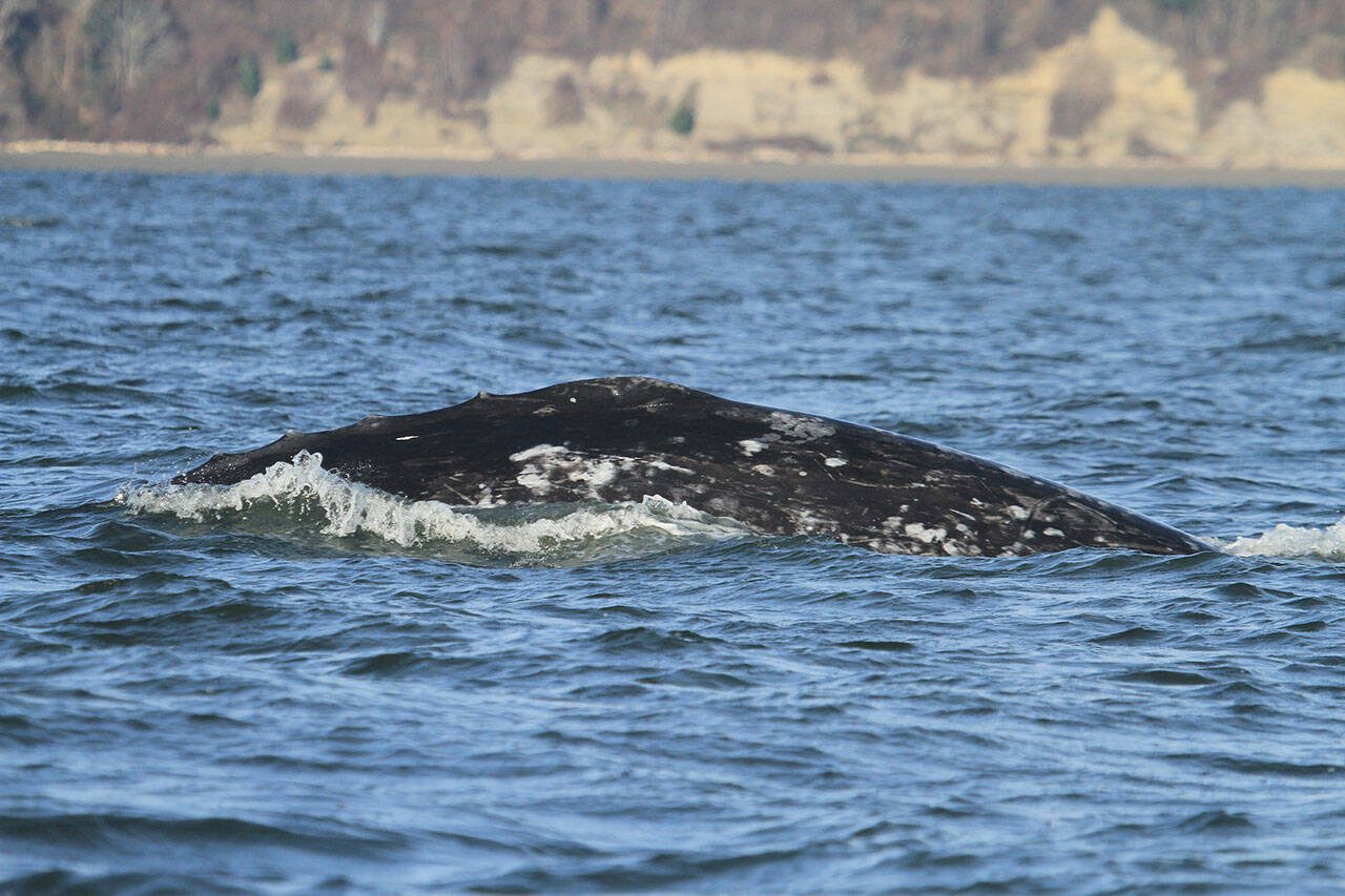 A Sounder gray whale. (Cascadia Research)