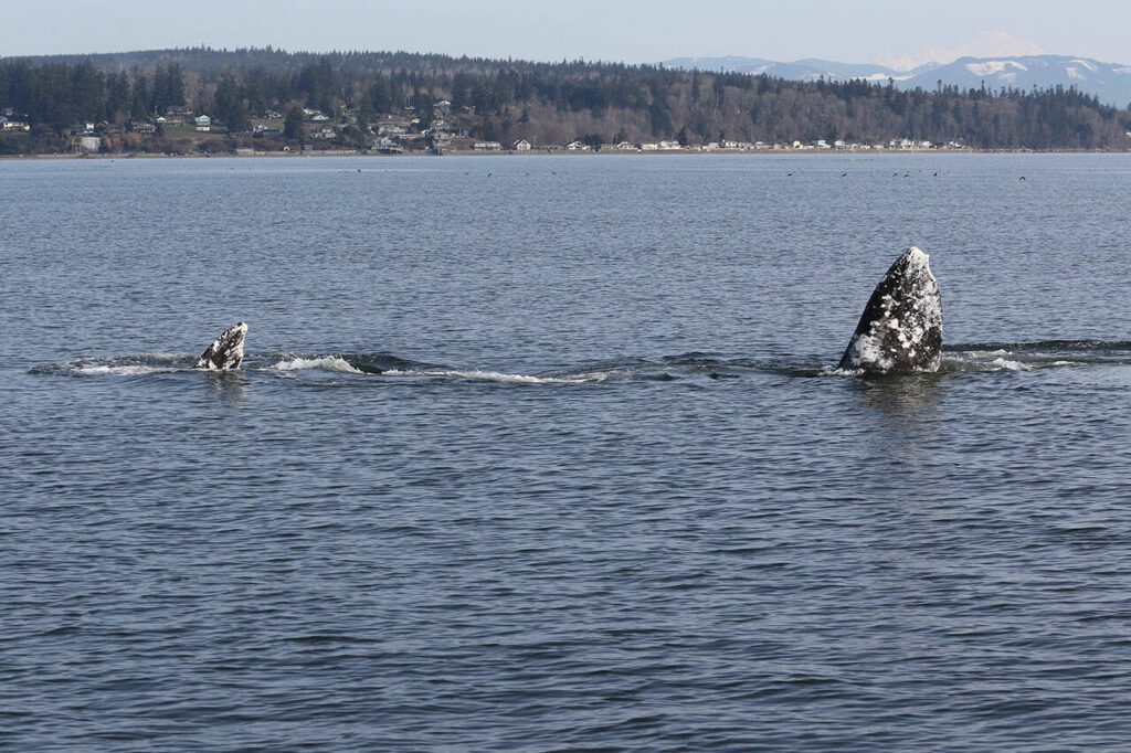 A Sounder gray whale. (Cascadia Research)
