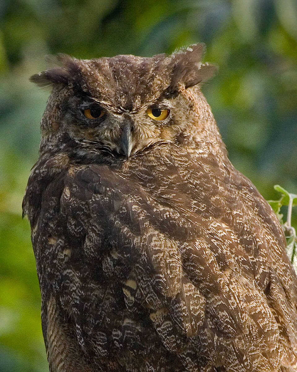 A Whidbey Island owl sits in a tree. It’s probably not the type of owl that attacks people, but you never know. (David Welton / South Whidbey Record)